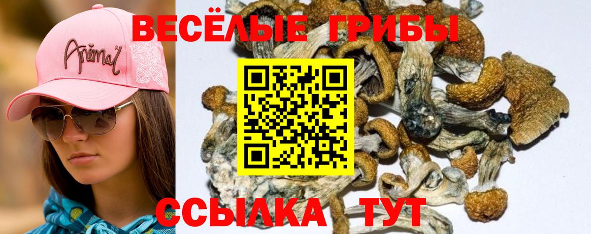 Галлюциногенные грибы GOLDEN TEACHER  Вход с VPN  Баксан 